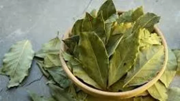 Manfaat Daun Salam, Bikin Wanita Sehat dan Glowing