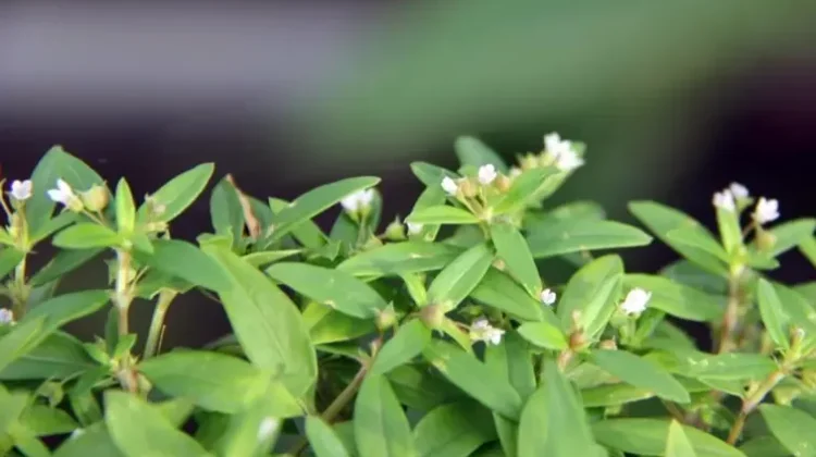 Rumput Mutiara, Tanaman Liar dengan Segudang Manfaat Kesehatan