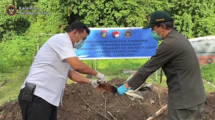 Karantina Sulut Musnahkan 102 Ayam Ilegal Asal Filipina, Cegah Ancaman Flu Burung