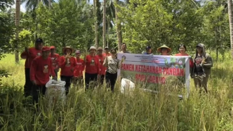 Ketahanan Pangan, Pemdes Lumpias Panen Jagung dan Padi Bersama Kecamatan Dimembe