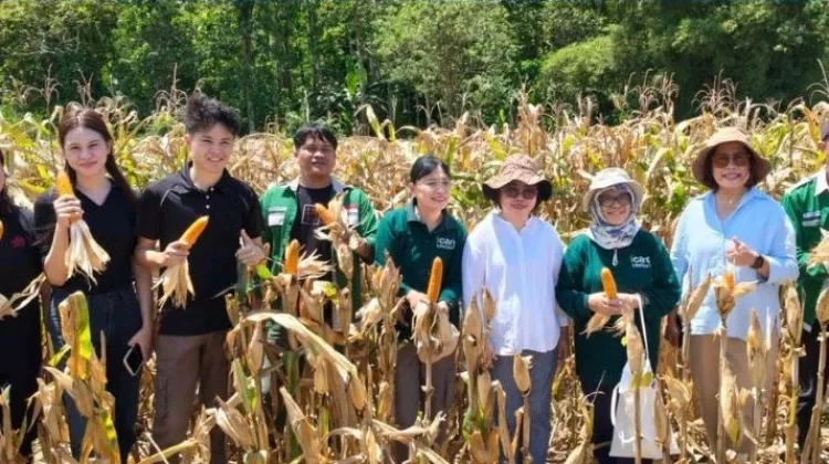 Panen Jagung IoT di Kalawat, Bukti Pertanian Modern Sulut Kian Canggih