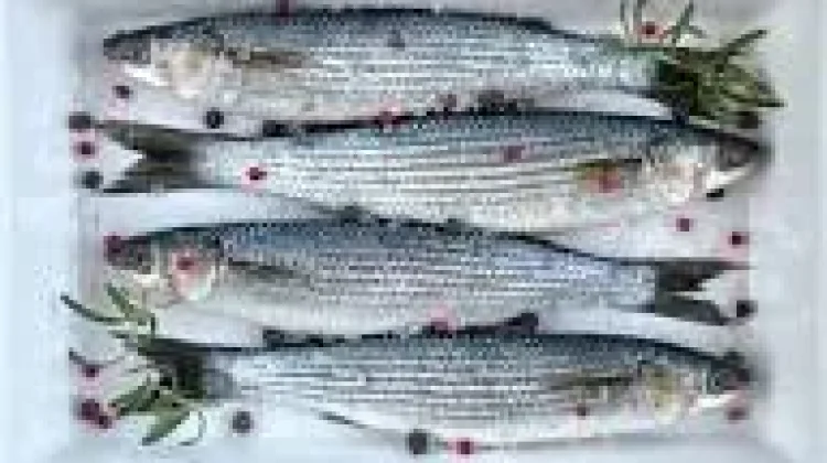 Gizi Ikan Belanak Kaya Omega-3  Solusi Pangan Sehat Keluarga