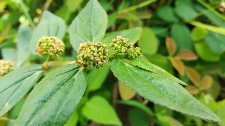 Khasiat Patikan Kebo Obat Tradisional Tanaman Tropis