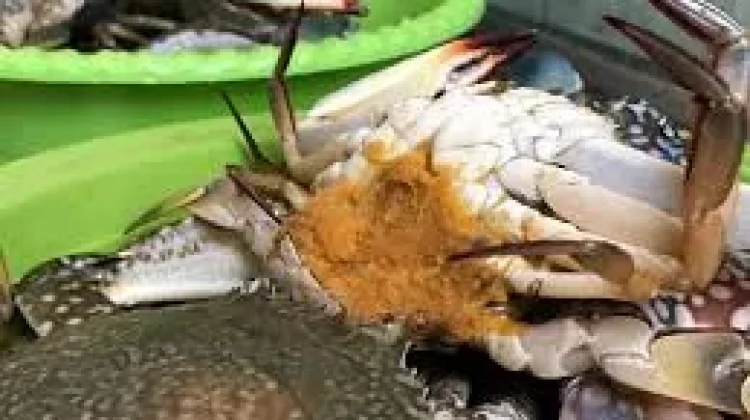 Rajungan, Seafood Bergizi Sumber Protein Tinggi