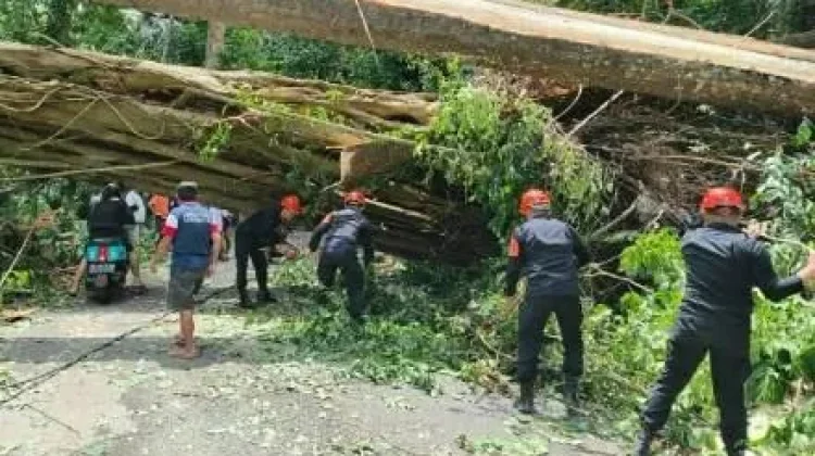 Batalyon C Pelopor Brimob Polda Sulut Respon Cepat Laporan Pohon Tumbang