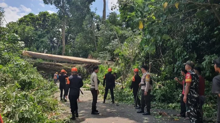 Polsek Pineleng Gerak Cepat Tangani Pohon Tumbang di Sea