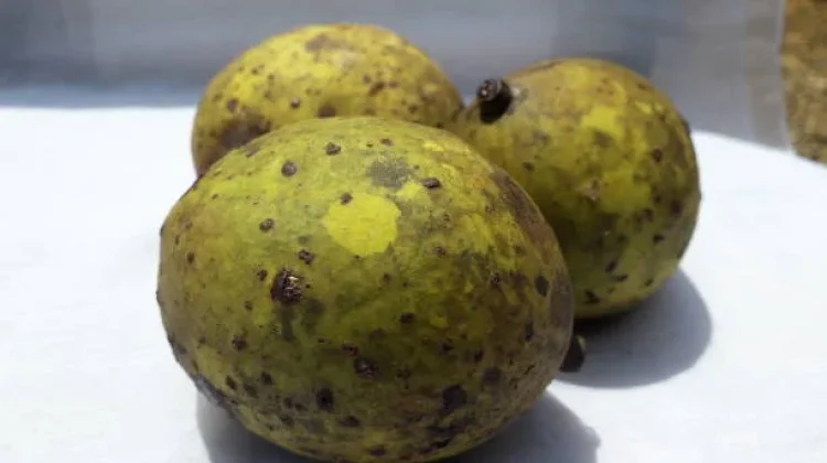 Limus, Alternatif Buah Sehat Kaya Vitamin dan Antioksidan