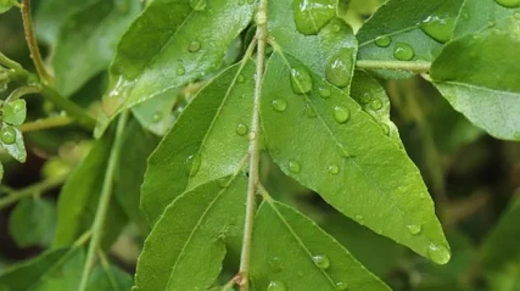 Daun Kari, Tanaman Herbal Kaya Nutrisi dan Antioksidan