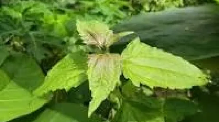 Daun Balakacida: Tanaman Liar dengan Manfaat Obat Tradisional