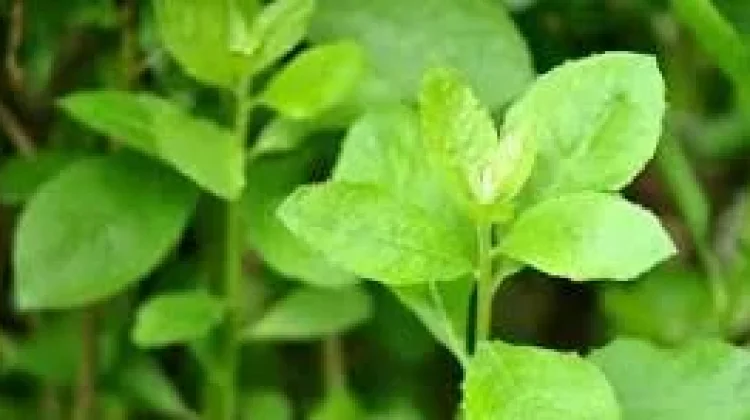 Beluntas: Tanaman Herbal Alami dengan Beragam Manfaat Kesehatan