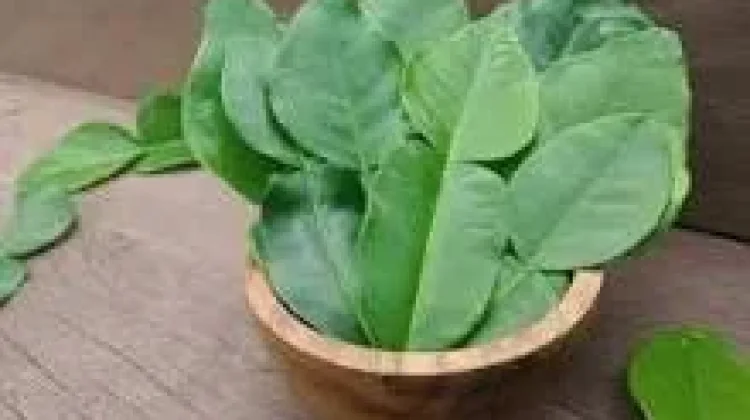 Manfaat Daun Jeruk Purut untuk Kesehatan Tubuh