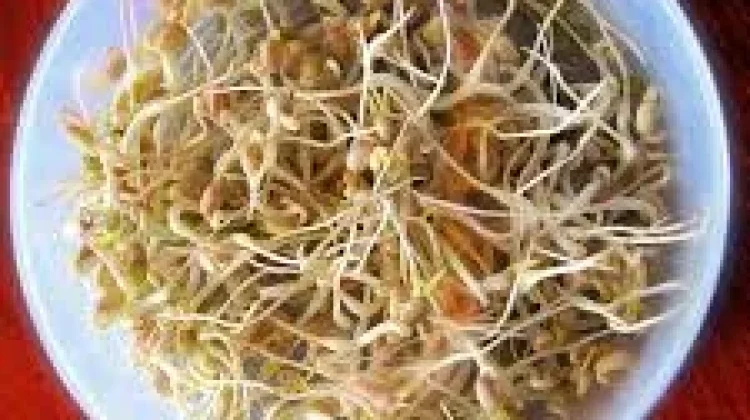 Toge Nutrisi Penting Pilihan Sehat bagi Ibu Hamil