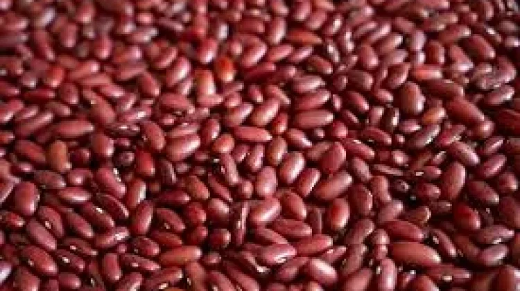 Kacang Merah, Superfood Sumber Zat Besi Bernutrisi untuk Ibu Hamil