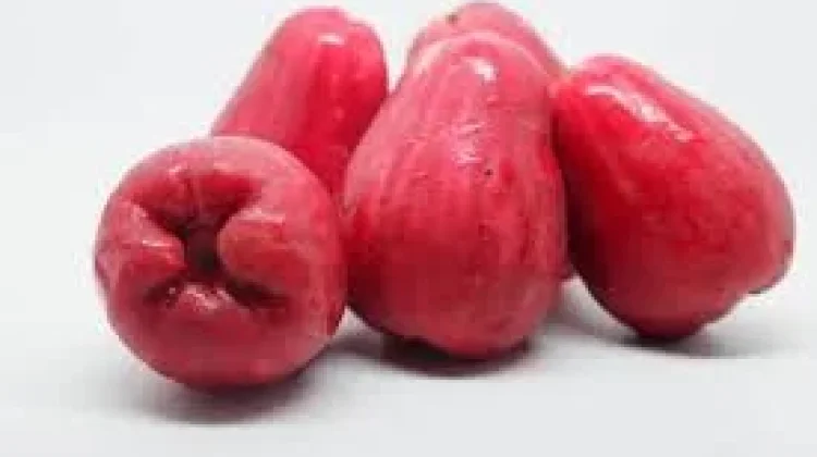 Jambu Jamaika, Buah Tropis Kaya Antioksidan Sumber Nutrisi Alami