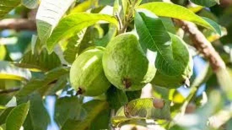 Daun Jambu Biji Ramuan Tradisional Alternatif Herbal Batuk