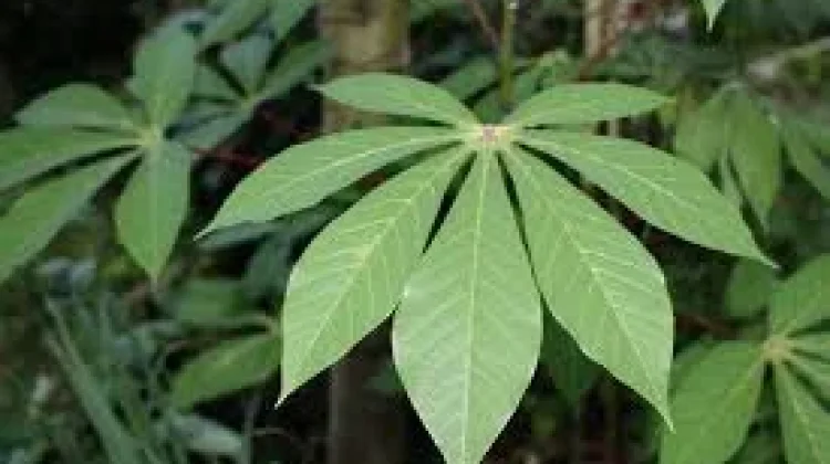 Daun Ubi, Sayuran Lokal Kaya Gizi Sumber Nutrisi Murah