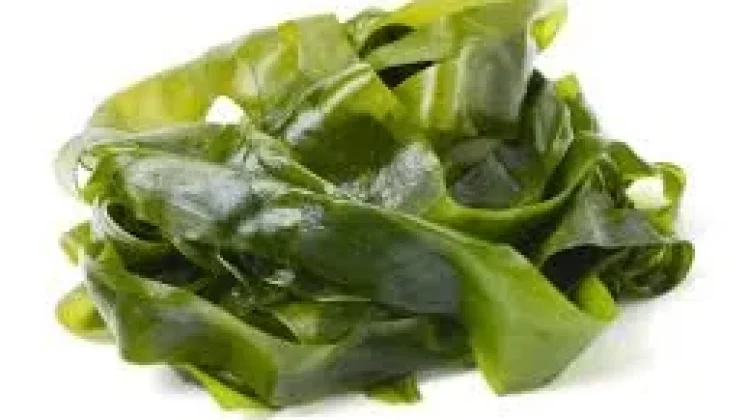 Laminaria, Tumbuhan Laut Kaya Serat, Zat Besi dan Antioksidan