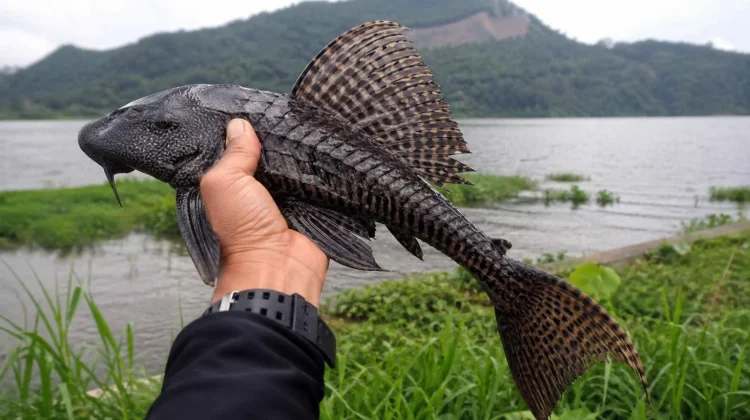 Ikan Sapu-Sapu Invasif Ancam Ekosistem Danau Tondano