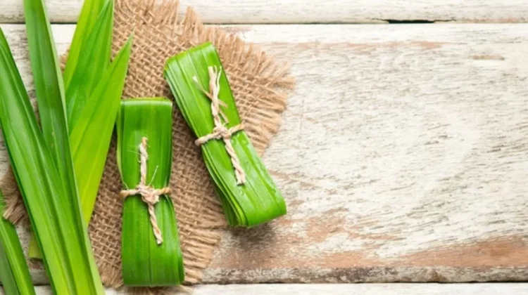 Manfaat Daun Pandan Untuk Kesehatan Tubuh