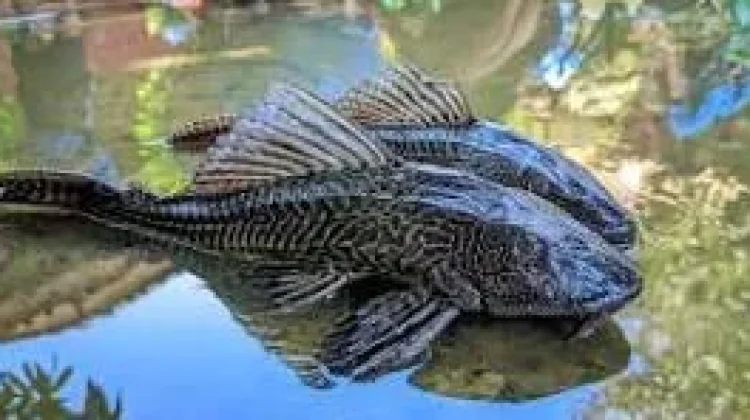 Ikan Sapu-Sapu Apakah Bisa dimakan? Inilah Faktanya