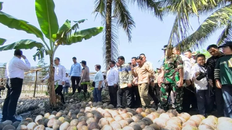 Mentan Setujui Bantuan Bibit Jagung 15 Ribu Hektare di Sulut