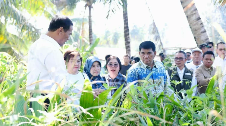 Mentan Andi Setujui Bantuan Bibit Jagung untuk Lahan 15 Ribu Hektar di Sulut