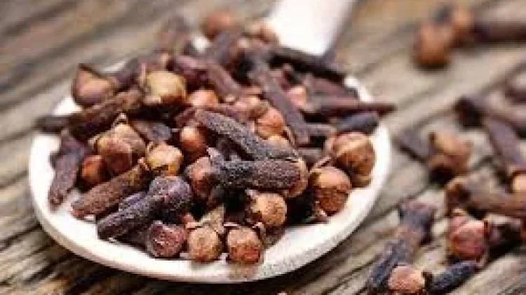 Cengkeh, Warisan Rempah Indonesia Herbal Alami Kaya Nutrisi