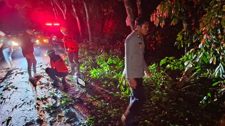 Polsek Passi dan BPBD Gerak Cepat Evakuasi Pohon Tumbang di Jalur AKD Desa Lobong
