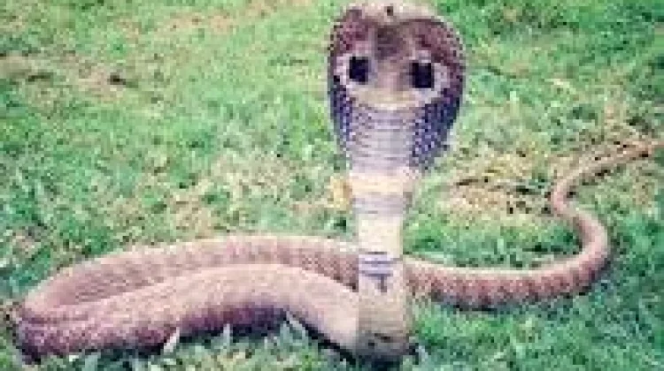 King Cobra: Perannya dalam Ekosistem dan Rantai Makanan