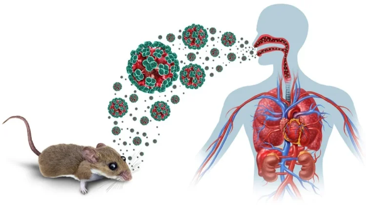 Waspada Hantavirus: Ancaman Kecil dengan Dampak Besar