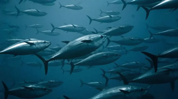 Mengapa Ikan Laut Tidak Terasa Asin?