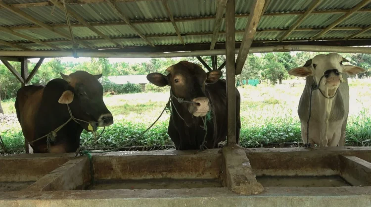 Jelang Idul Adha 2026, Permintaan Sapi Kurban di Manado Melonjak