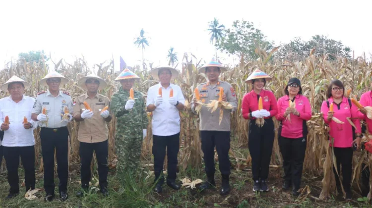 Dukung Swasembada, Bupati Minsel Ikuti Panen Raya Nasional