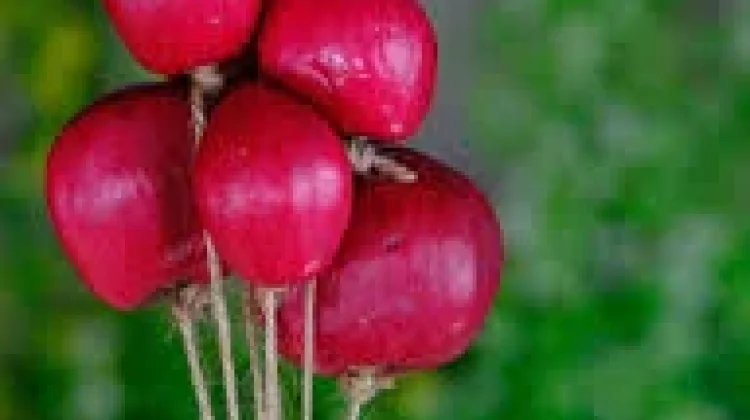 Mahkota Dewa Potensi Obat Alami Tanaman Herbal Asli Indonesia