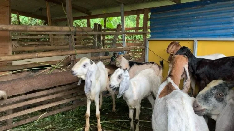 jelang Idul Adha, Harga Kambing Kurban di Manado Tembus Rp4 Juta per Ekor