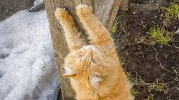 Bahaya Cakaran Kucing Penyakit hingga Komplikasi
