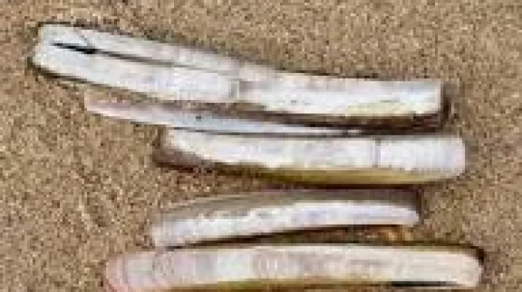 Kerang Bambu, Pangan Laut Bergizi Sumber Protein Alami