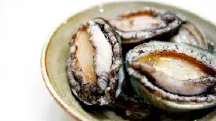 Kerang Abalon, Sumber Protein Laut Kaya Nutrisi