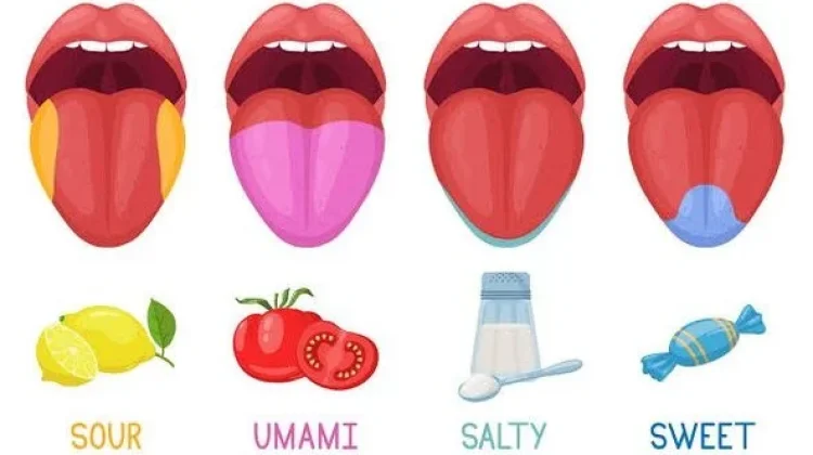 Bagaimana Manusia Mengenali Rasa Makanan?