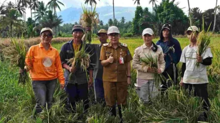 Panen Raya Padi Impari 32 di Tatelu Rondor Jadi Bukti Sinergi Petani dan Pemerintah