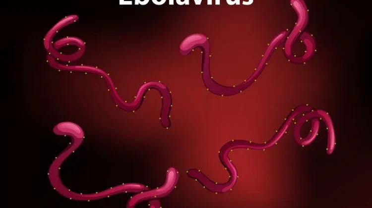 Kemenkes Pastikan Belum Ada Kasus Ebola di Indonesia