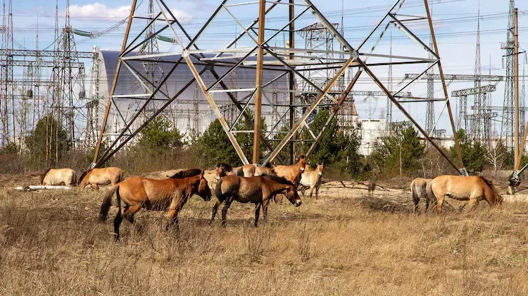 Tanpa Manusia, Satwa Liar Justru 'Subur' di Zona Nuklir Chernobyl