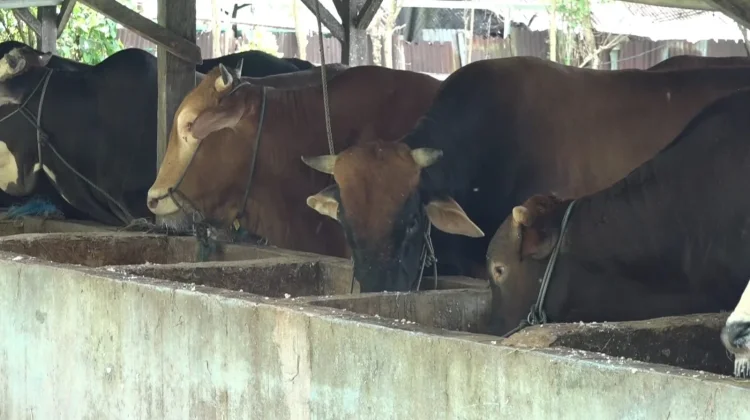 Sapi Kurban Bantuan Presiden di Sulut Mulai Disalurkan