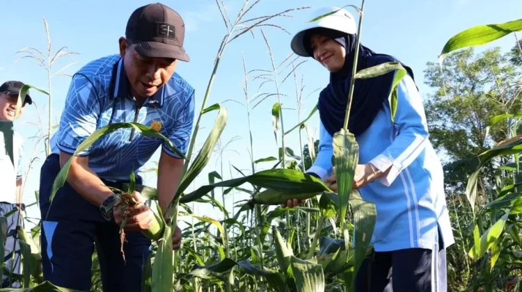 Panen Jagung Lanud Sam Ratulangi Jadi Bukti Komitmen Dukung Ketahanan Pangan