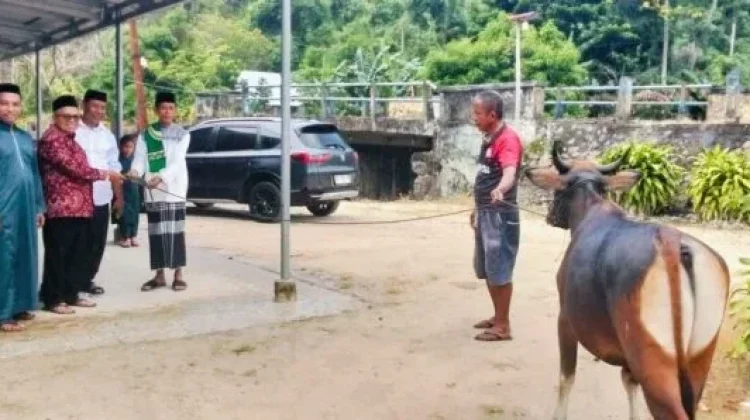 DPC PDIP Bolmong Utara Serahkan Hewan Kurban di Desa Inomunga