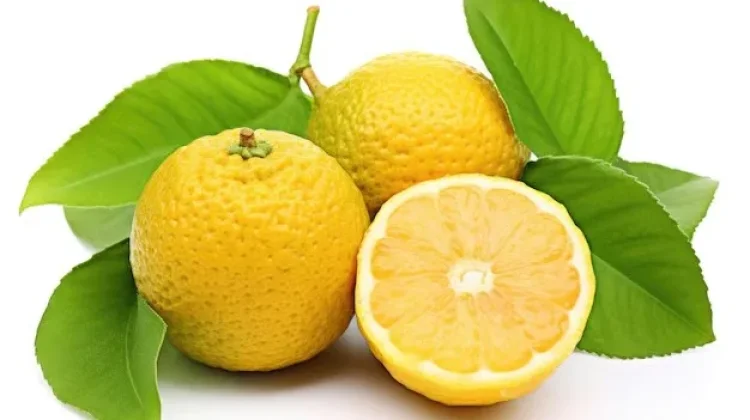 Manfaat Buah Yuzu untuk Kesehatan Tubuh