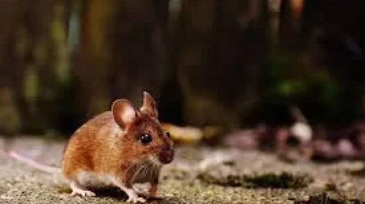 Cegah Virus Hanta dengan Menjaga Kebersihan Rumah dan Lingkungan