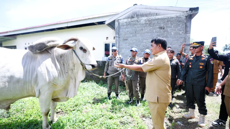 Gubernur Yulius Serahkan Sapi Kurban Bantuan Presiden di Bolaang Mongondow