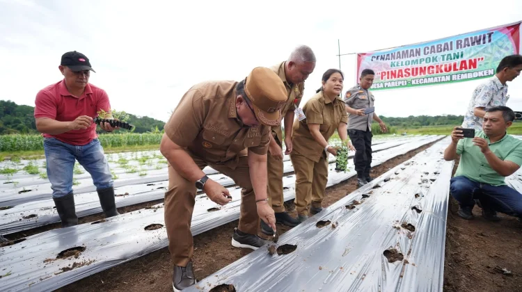 Kendalikan Inflasi, Pemkab Minahasa Tanam Cabai Rawit Bersama Petani di Remboken