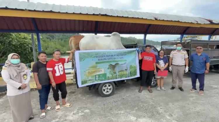 Barantin Kawal Pengiriman Sapi Kurban Bantuan Presiden Prabowo ke Siau dan Talaud